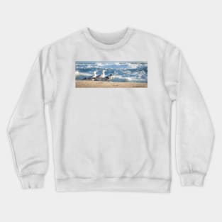 Birds on beach. Juvenile white-fronted tern injured on beach and surrounded by seagulls perhaps to offer some protection. Crewneck Sweatshirt